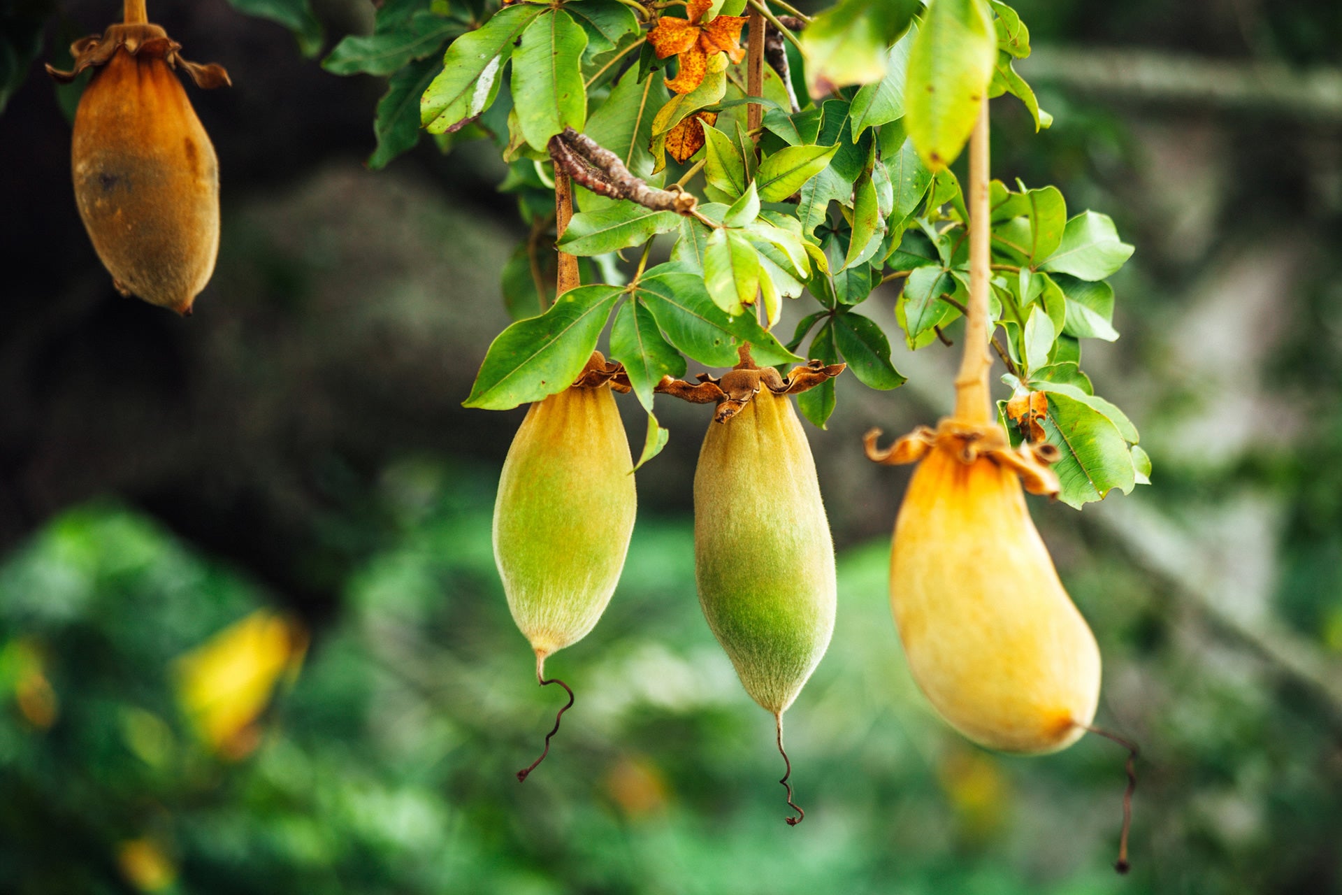 BAOBAB
