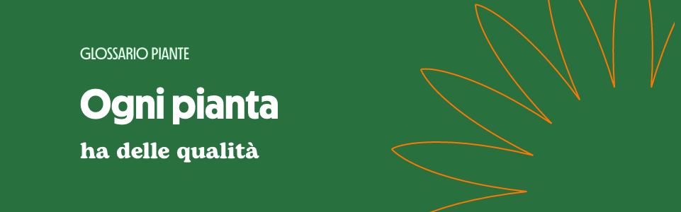 I Principi attivi delle piante