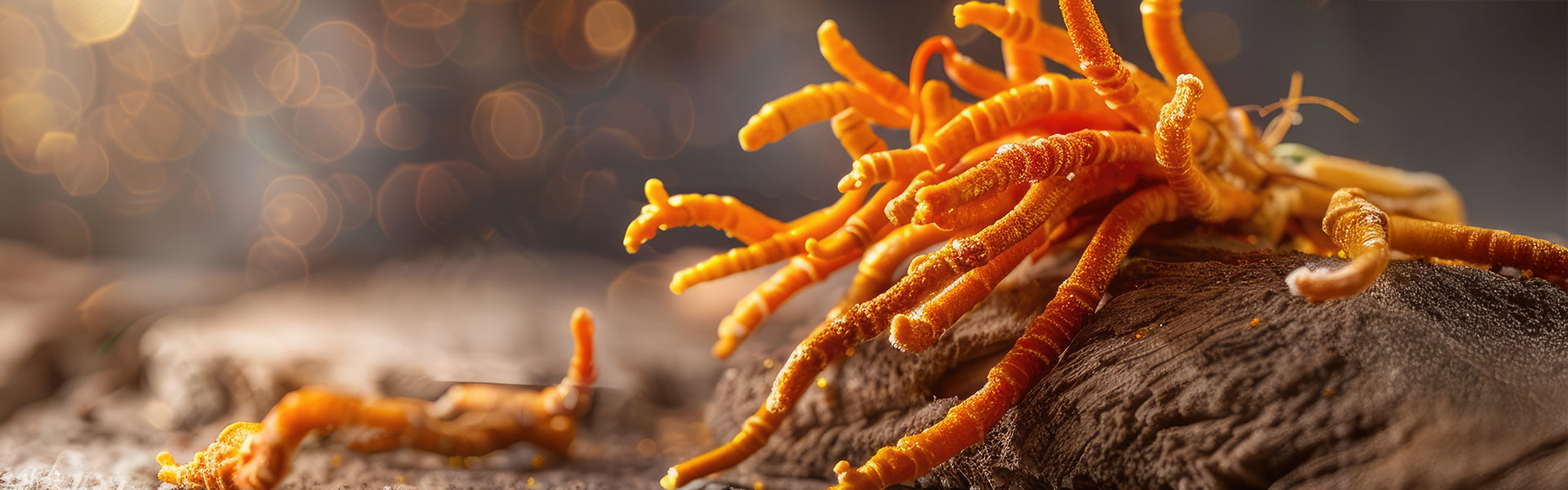 Scopri il Cordyceps Sinensis e i suoi benefici