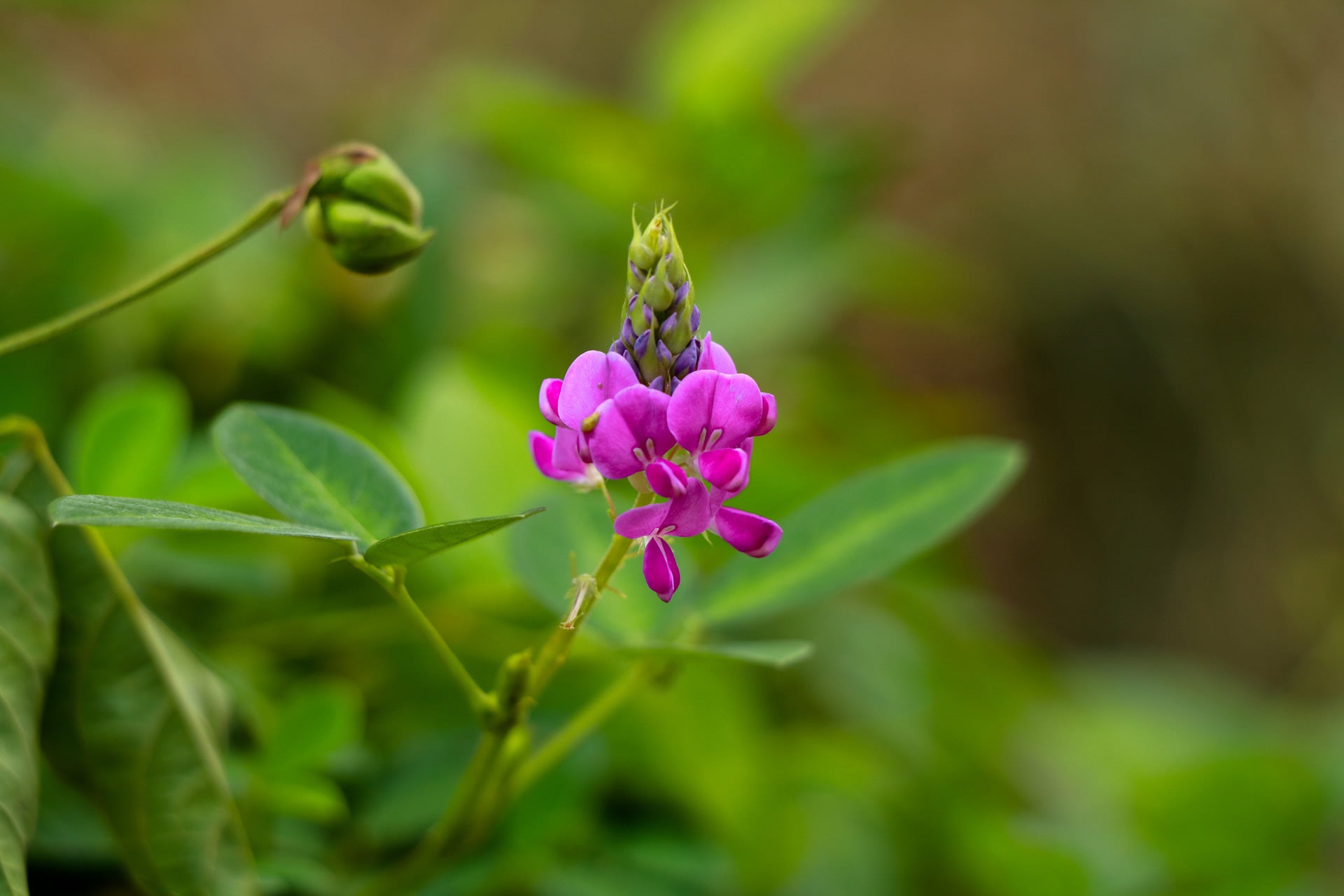 DESMODIUM