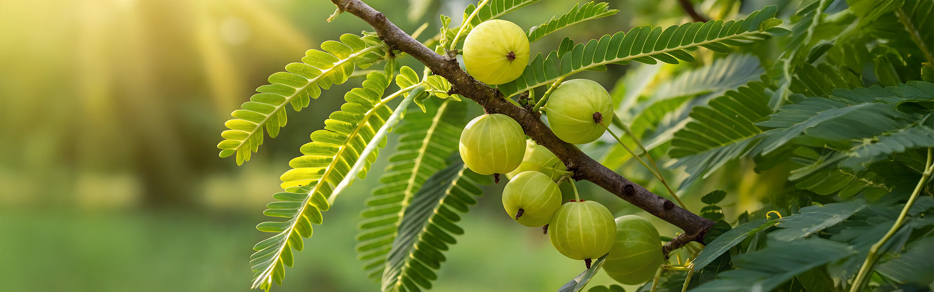 Phyllanthus Emblica: proprietà e benefici